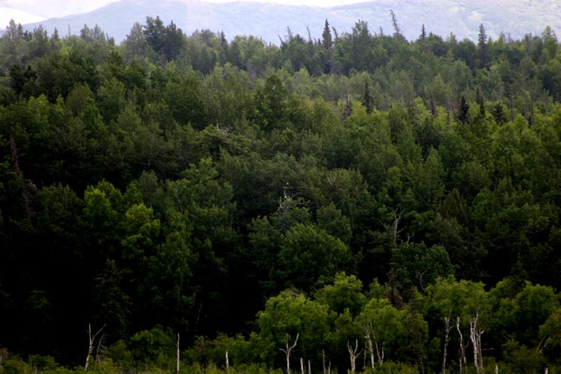 070404 Hope Hatcher Montana Creek (10090)